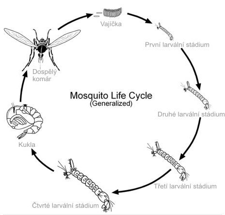 moskyt_zivotni_cyklus.jpg